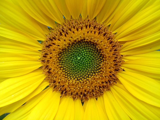 Free Sun Flower Yellow Petals photo and picture