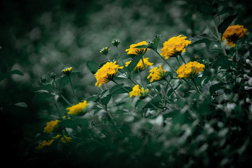 Blomster, Grøn, Gul, Natur, Smuk, Felt