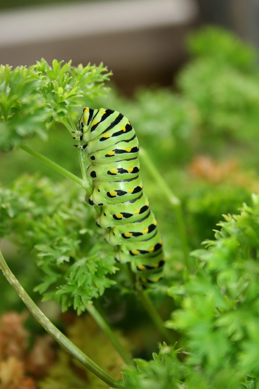 Kater Insect Insect Caterpillar Entomology - Free photo on Pixabay - Pixabay
