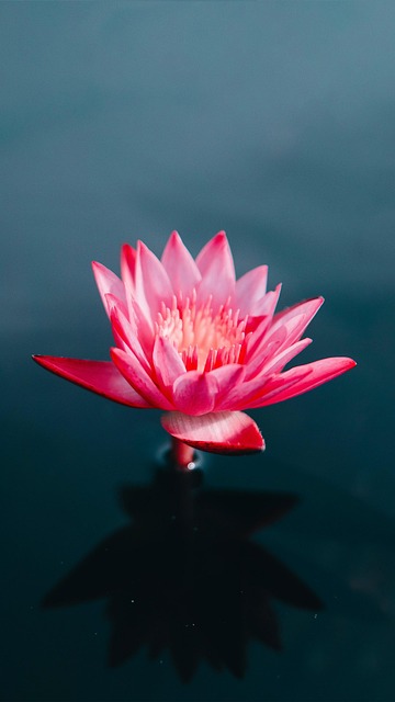 Lotus, Blomst, Plante, Levende