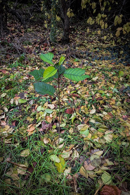 Roteiche, Baum, Pflanze, Rød Eg, Wald