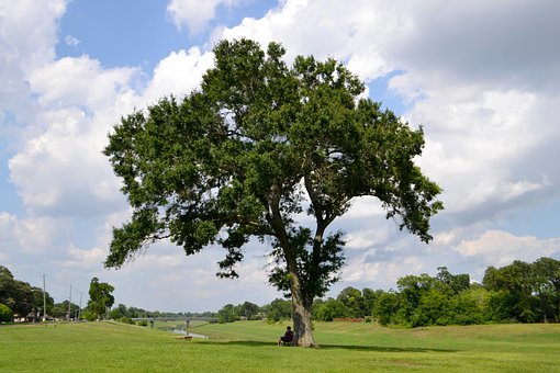 Árvore, Perfeição, Bayou, Nuvens
