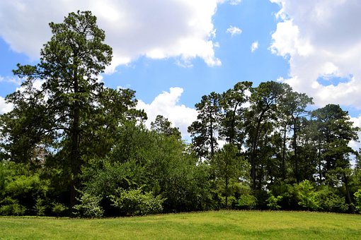 Árvores Da Floresta, Panorama