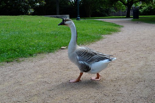 Um Lindo Pato, Animal Andando, Pássaro