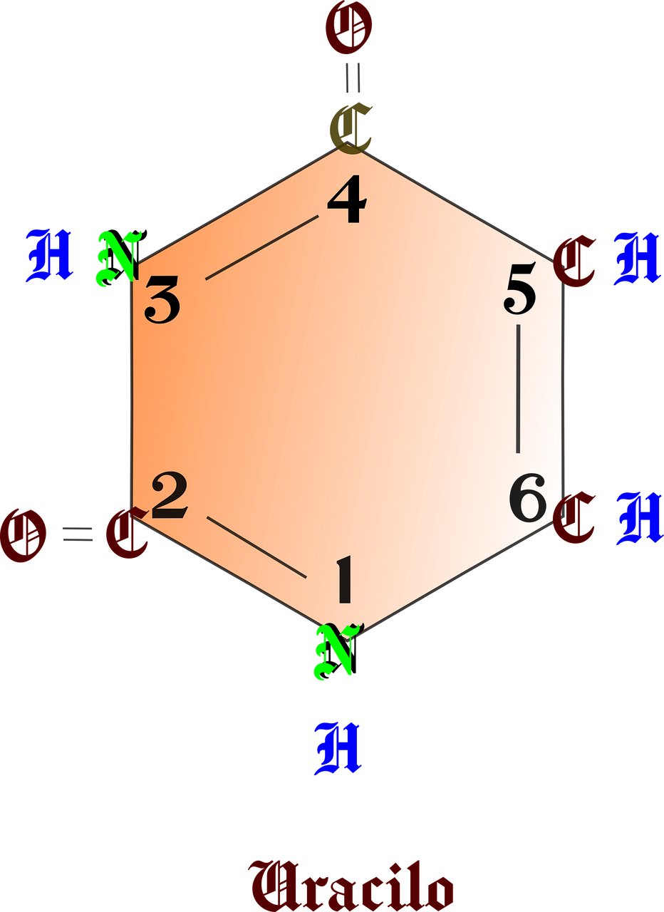 Uracila Dna