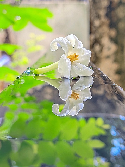Baggrund, Smuk, Skønhed, Blomstre