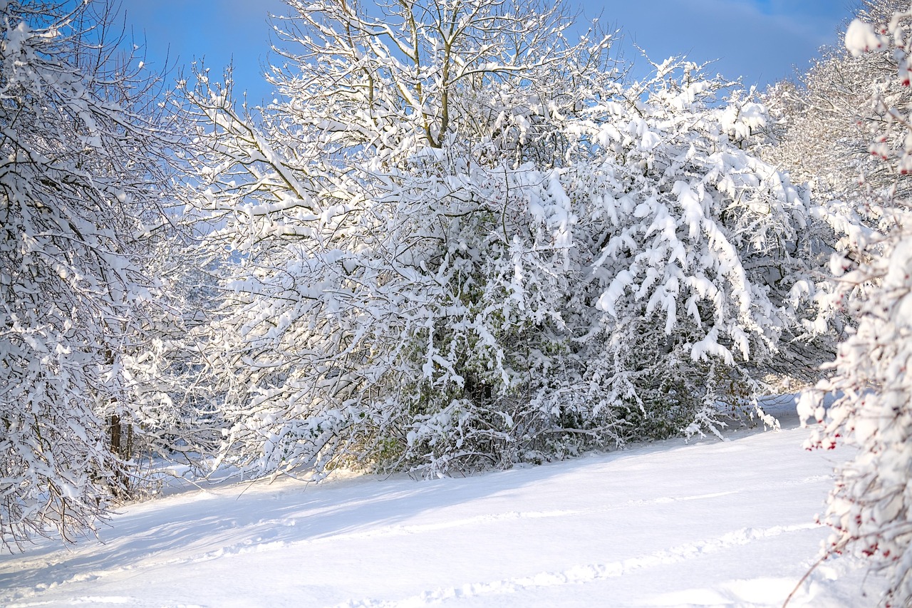 冬天 雪 自然 - Pixabay上的免费照片 - Pixabay