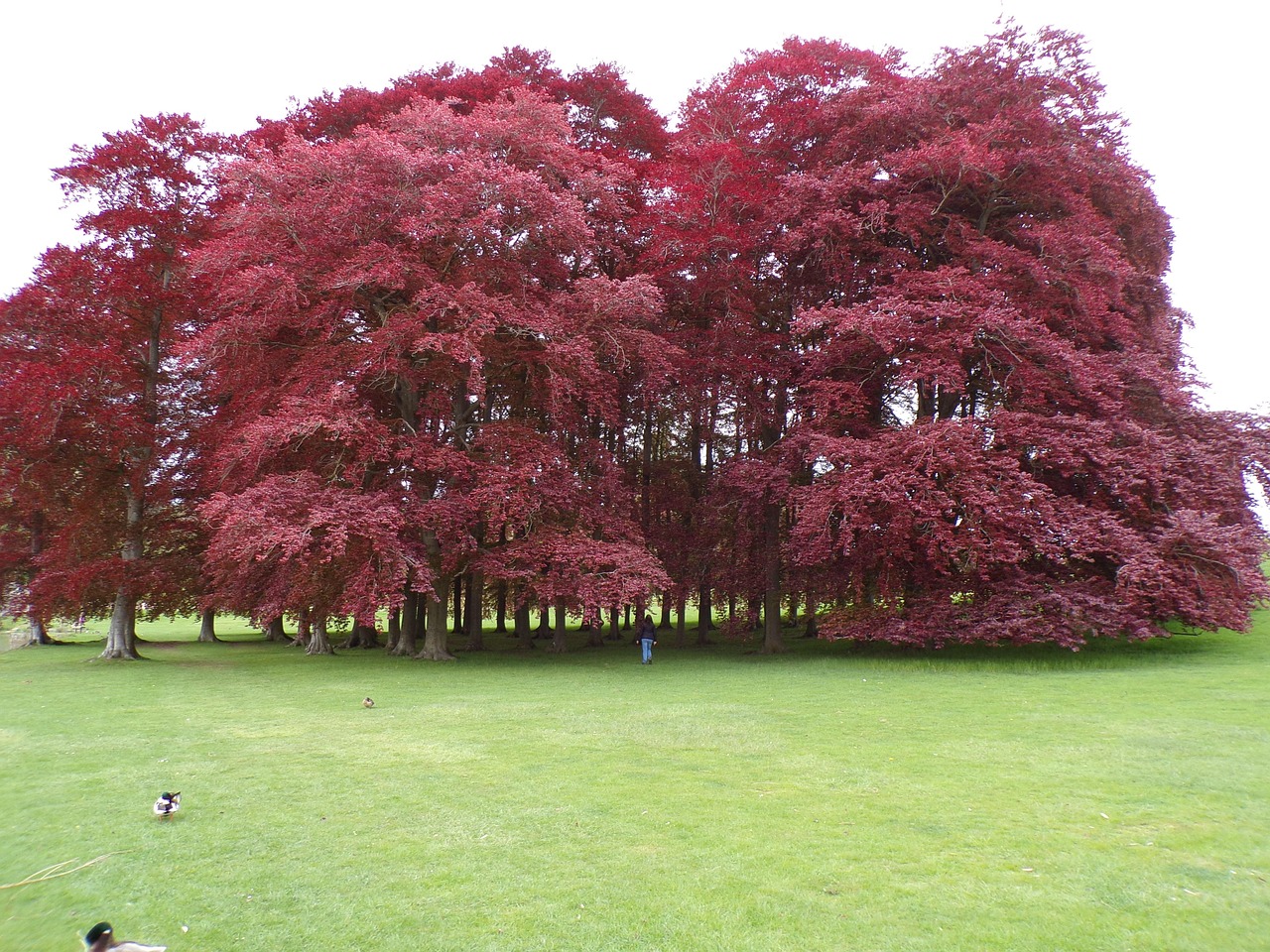 Árboles Naturaleza Paisaje - Foto gratis en Pixabay - Pixabay