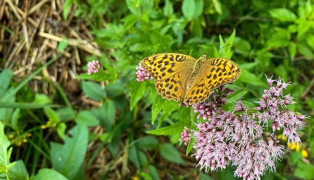 Free Butterfly Mother-Of-Pearl Butterfly photo and picture