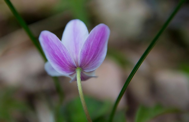 Free Flower Purple photo and picture