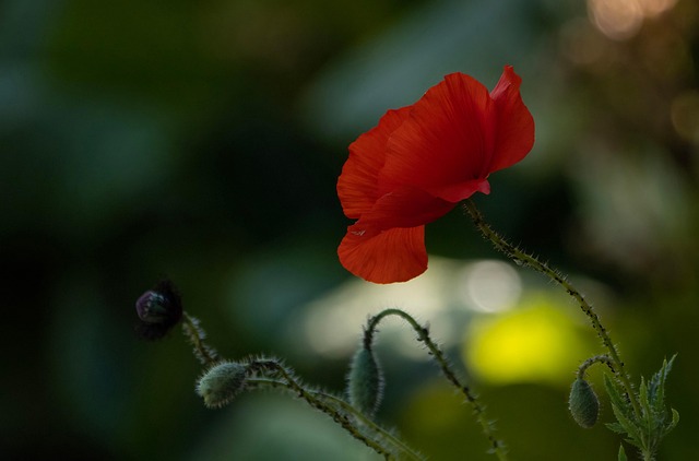 Free Flower Nature photo and picture