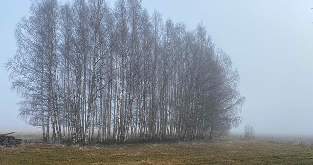 Free Nature Tree photo and picture