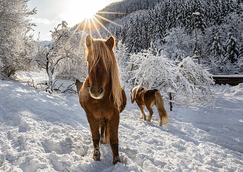 Pferde, Ponys, Winter, Landschaft, Tiere