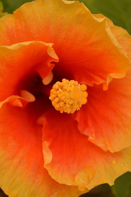 Flor, Rosa, Amor, Naturaleza