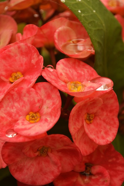Flor, Flores, Naturaleza, Bloom