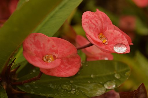 Naturaleza, Flor, Flora, Planta, Bloom