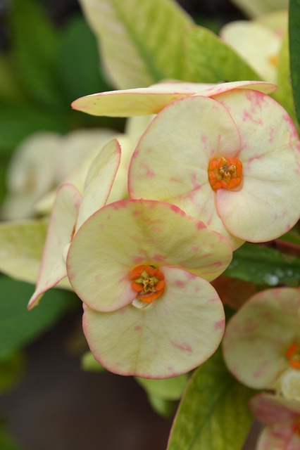 Flor, Flores, Naturaleza, Bloom