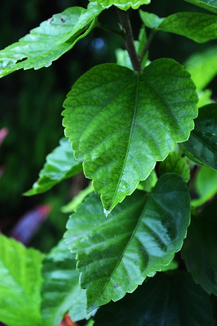 Naturaleza, Verde, Bosque, Paisaje