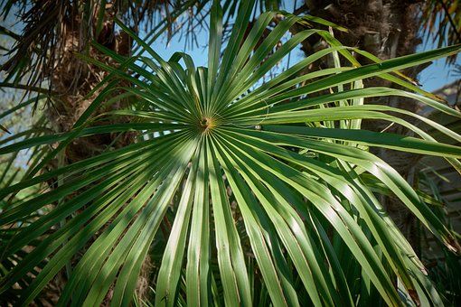 Palm, Blad, Grønn, Stang, Tre, Himmel