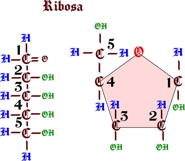 Molekula, Biologie, Ribóza, Pentóza