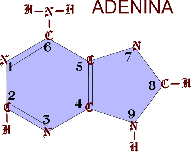 Adenin, Dna, Molekula, Věda