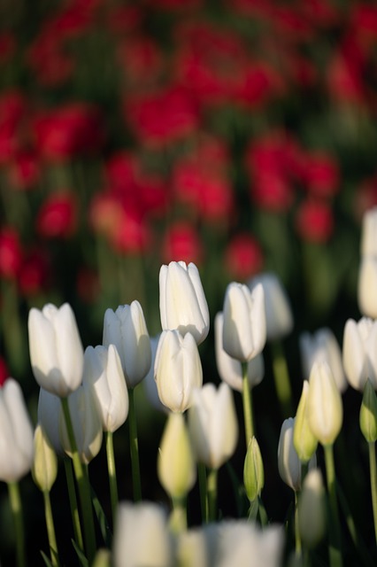Flor, Tulipas, Primavera, Bloom