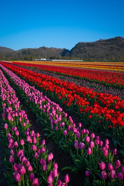 Flor, Tulipas, Campo, Manhã, Jardim