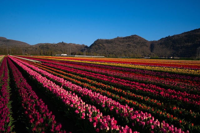 Flor, Tulipas, Canadá, Campo, Manhã