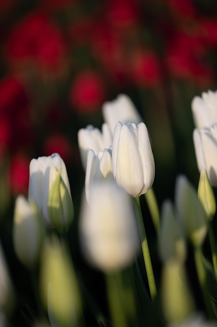Flores, Tulipas, Campo, Prado, Jardim