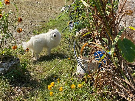 Weißer Hund, Tier, Hündchen, Inländisch