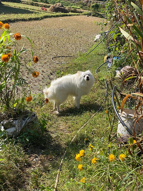 Weißer Hund, Tier, Hündchen, Inländisch