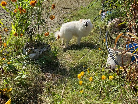 Weißer Hund, Tier, Hündchen, Inländisch