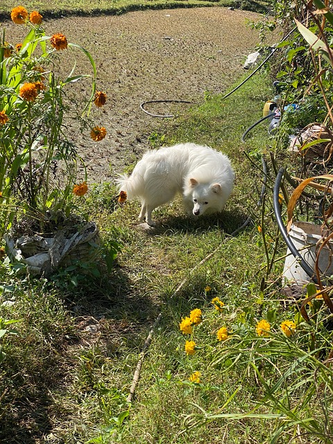Weißer Hund, Tier, Hündchen, Inländisch