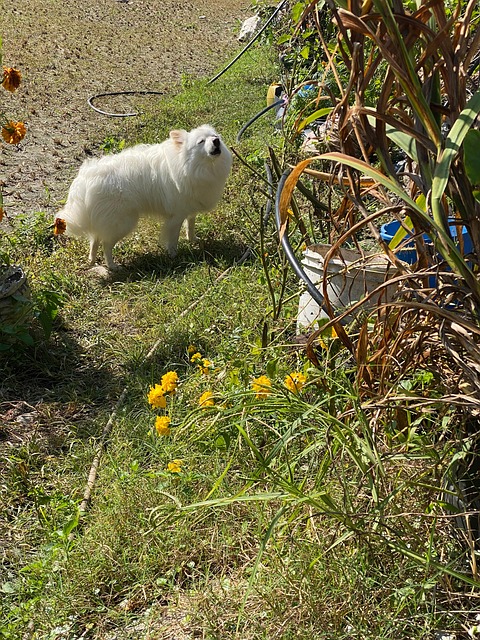 Weißer Hund, Tier, Hündchen, Inländisch