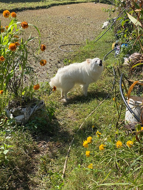 Weißer Hund, Tier, Hündchen, Inländisch