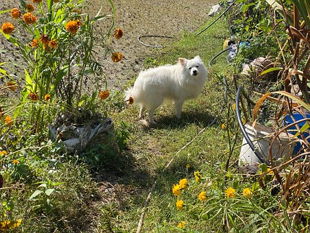 Weißer Hund, Tier, Hündchen, Inländisch
