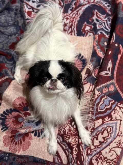 Free Dog Japanese Chin photo and picture