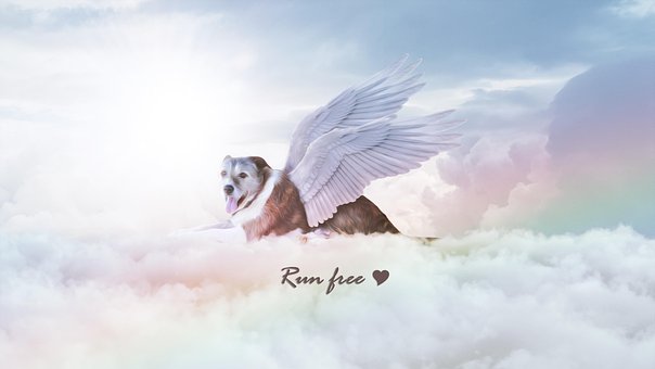 Free Dog Wing photo and picture