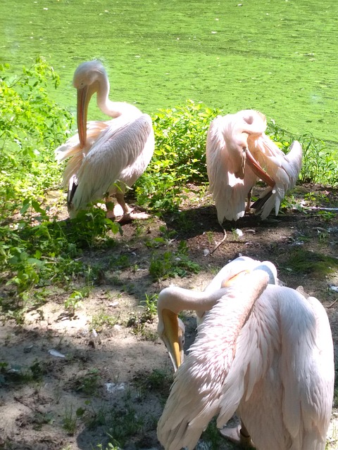 Free Birds Animal photo and picture
