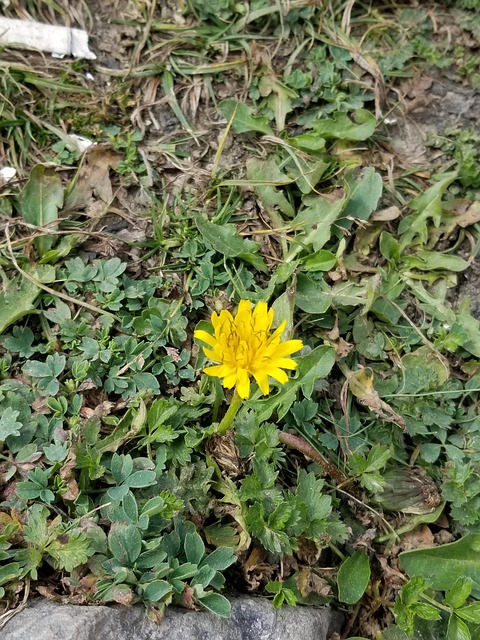 Free Flower Yellow photo and picture