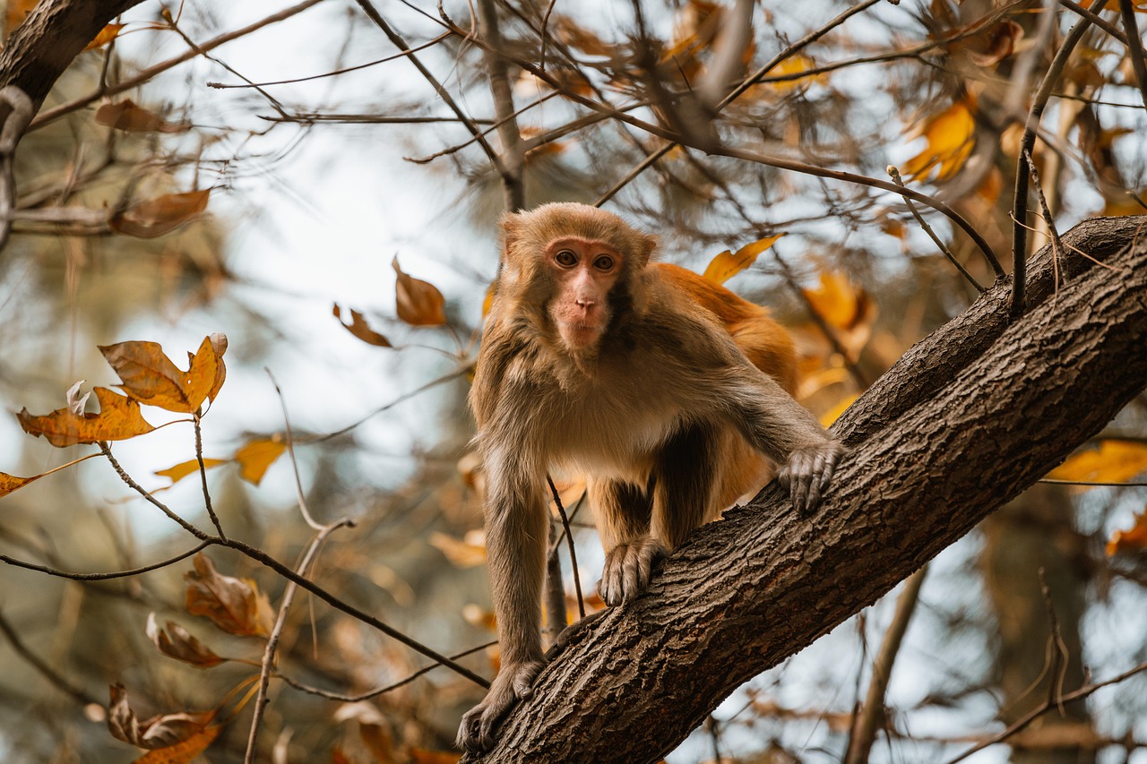 Monkey - free online jigsaw puzzle photo