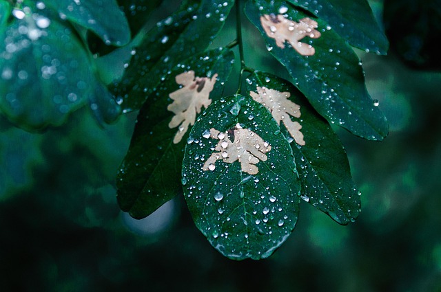 Leaf, rain, drops and plant — photo by wal_172619