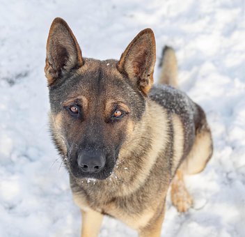 Animal, Cachorro, Canino, Companheiro