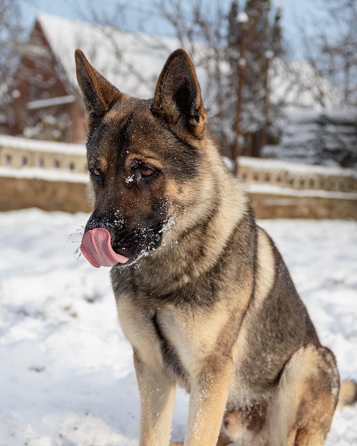 Animal, Bicho De Estimação, Cachorro