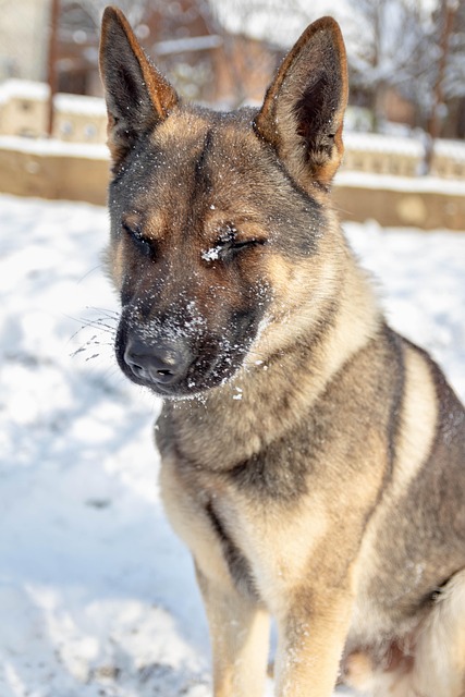Cachorro, Bicho De Estimação