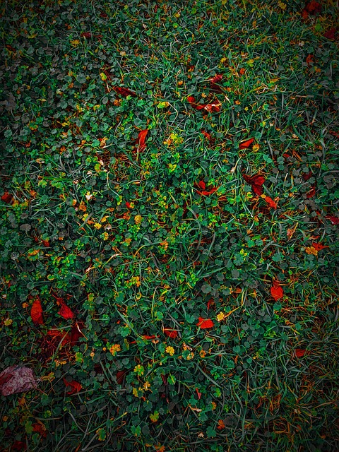 Hierba, Naturaleza, Prado