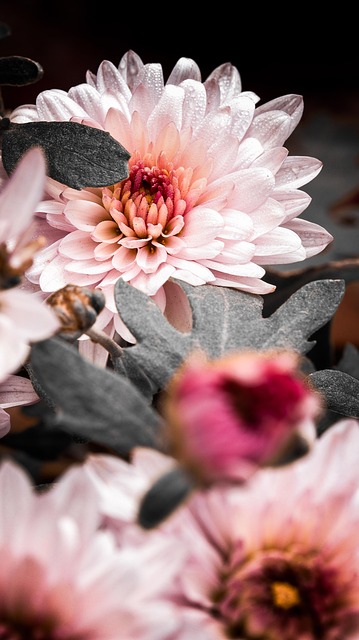 Blomster, Blomst, Lyserød