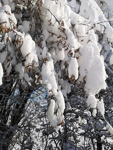 Sne, Vinter, Natur, Byrde