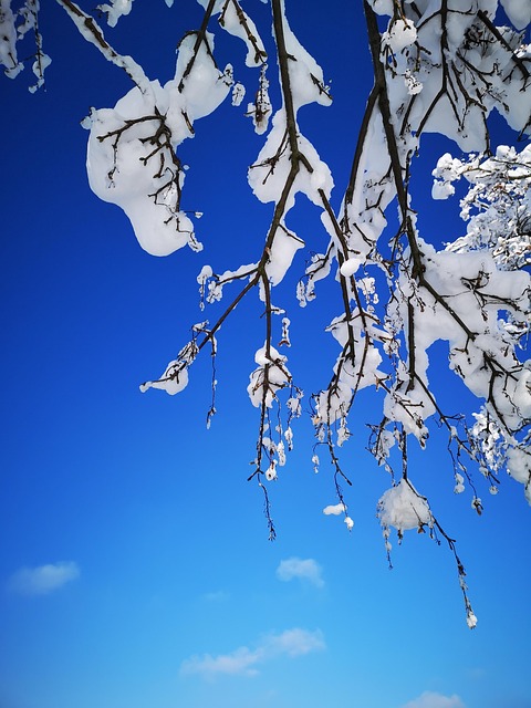 Himmel, Træer, Gren, Vinter