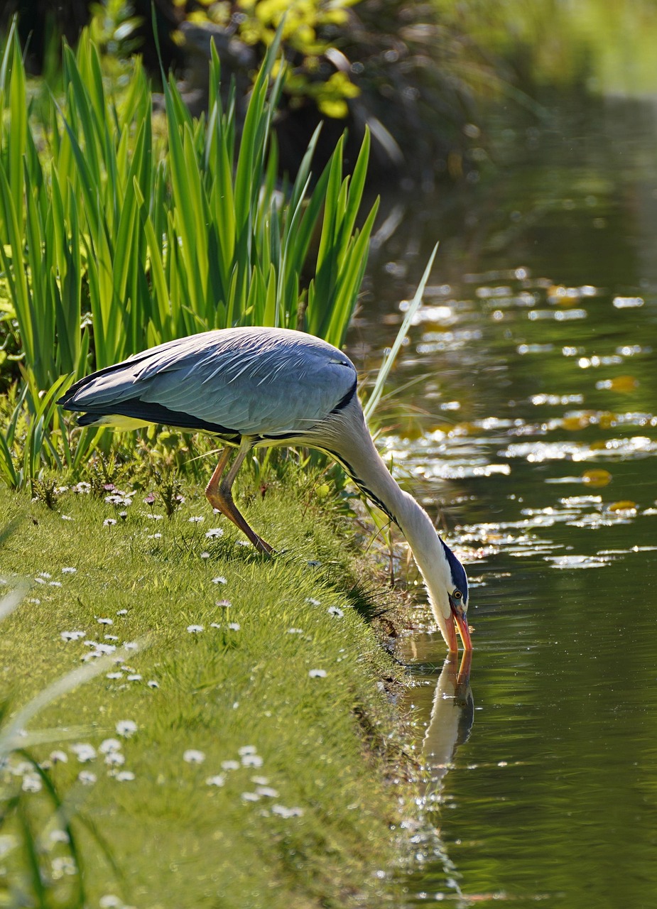 heron-8430339_1280.jpg